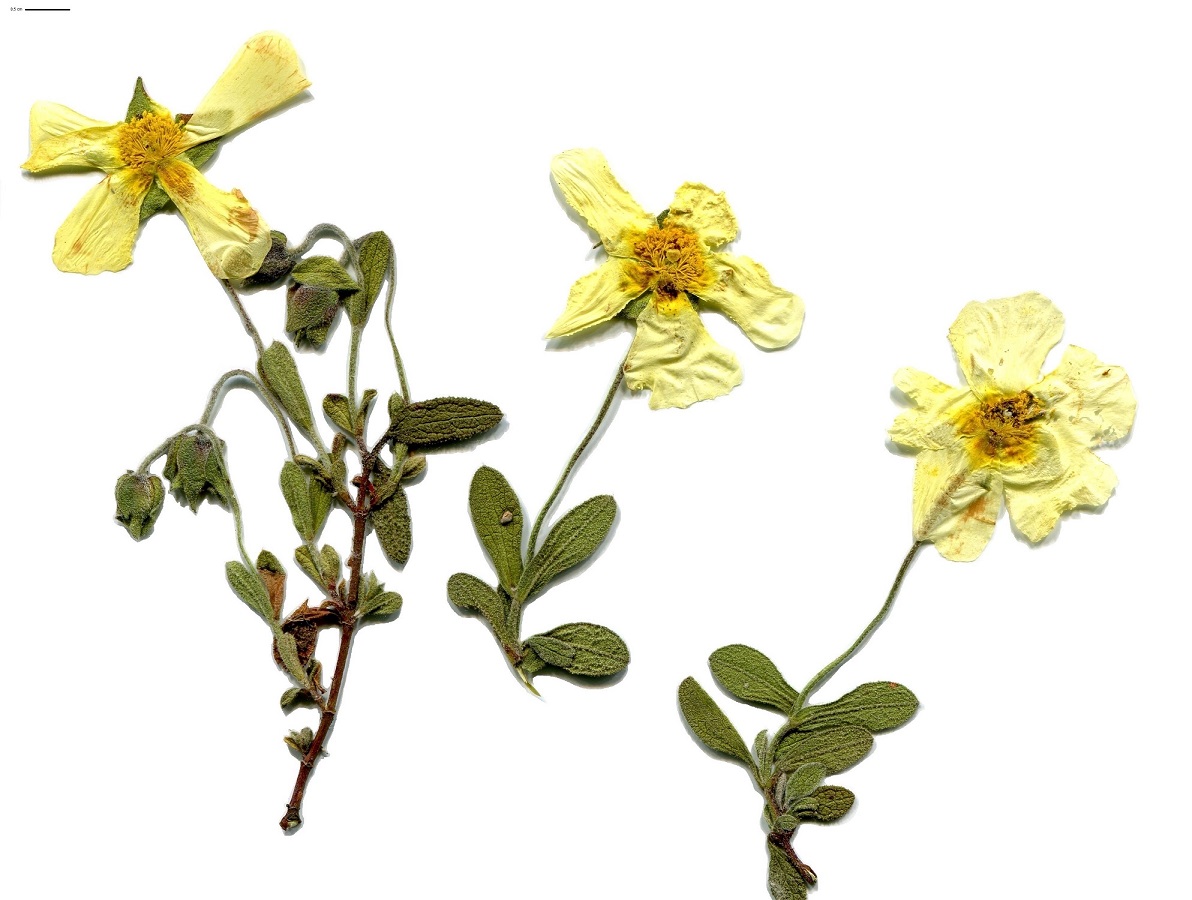 Cistus salviifolius (Cistaceae)